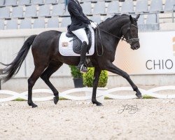 dressage horse Cher San (German Riding Pony, 2019, from Jonker's Socrates)