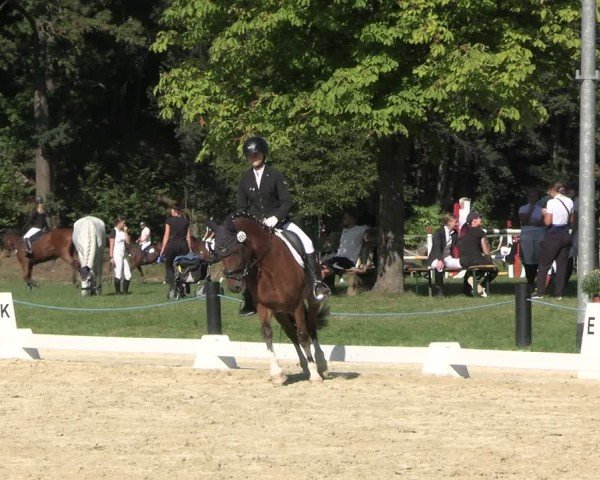 Reitturnier Seelitz 2024