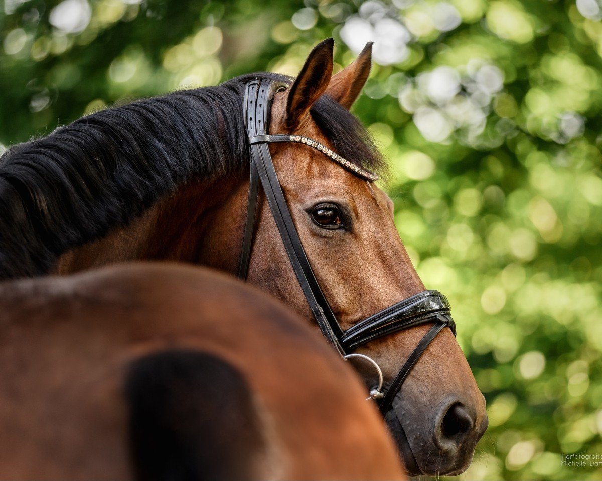 broodmare Even better J (Westphalian, 2017, from Escolar)