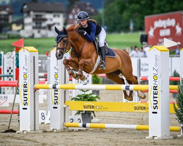 Springpferd Rappenbergs Nepomuk (Deutsches Reitpony, 2006, von Nantano)