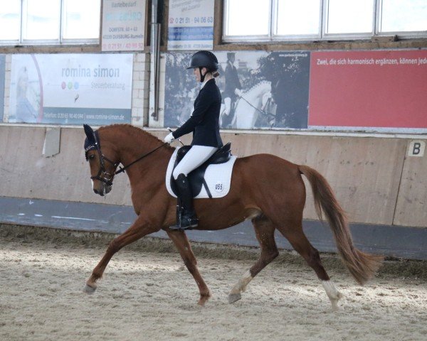 Springpferd Mon Dieu 23 (Deutsches Reitpony, 2015, von Mylord Carwyn)