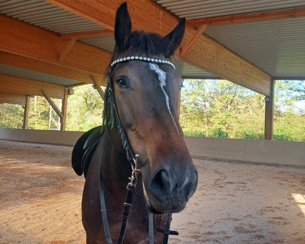 jumper Nemir Z (Zangersheide riding horse, 2019, from Neos 2)