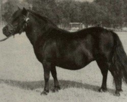 broodmare Rosallyn of Transy (Shetland Pony,  , from Pericles of Netherley)