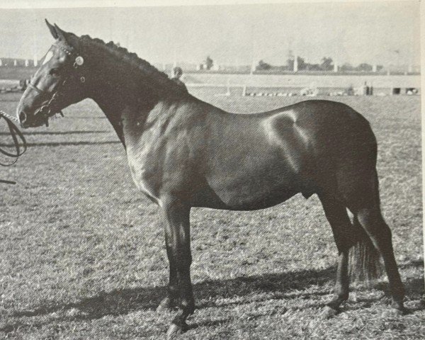 horse Tomatin Brushwood (New Forest Pony, 1971, from Tomatin Golden Gorse)