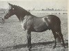 Pferd Tomatin Brushwood (New-Forest-Pony, 1971, von Tomatin Golden Gorse)