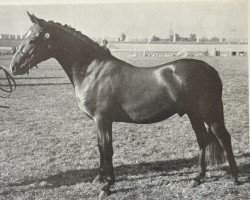 Pferd Tomatin Brushwood (New-Forest-Pony, 1971, von Tomatin Golden Gorse)