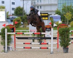 jumper Atreju W (Holsteiner, 2016, from Adagio de Talma)