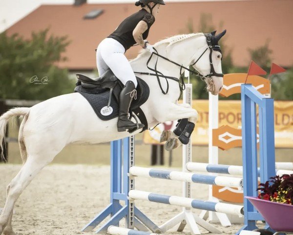 Pferd Paloma v.Falkenhorst (Knabstrupper, 2007, von Pegasus vom Niehaus-Hof)