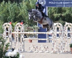 jumper Mr. Cornike (KWPN (Royal Dutch Sporthorse), 2017, from Cornet Obolensky)