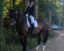 dressage horse Galahad (Bavarian, 2011, from Gabbiano 9)