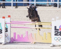 stallion Enjoy de La Mure (Selle Français, 2014, from Vigo Cécé)