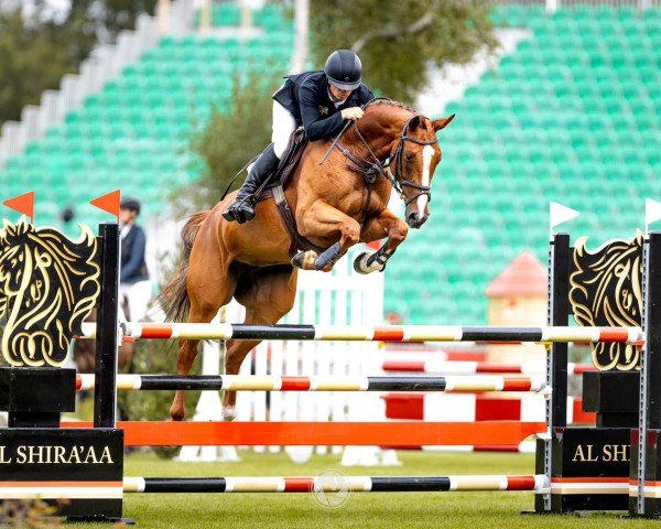 jumper SS Oceania (KWPN (Royal Dutch Sporthorse), 2019, from Aganix du Seigneur)