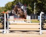 jumper King Leon Z (Zangersheide riding horse, 2019, from Kassander van het Roosakker)