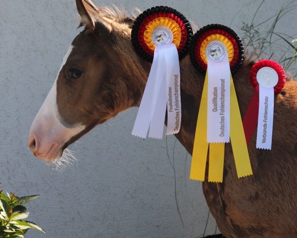 Fohlen von New Colorful Dream P (Deutsches Reitpony, 2024, von FS Next Diamond)