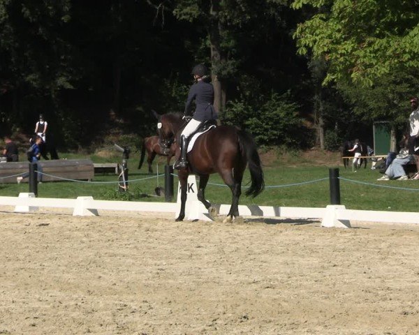 Reitturnier Seelitz 2024