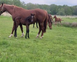 horse Nova Beleza PU Z (Zangersheide riding horse, 2021, from Nartago)