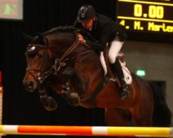 jumper Tailormade Lawito (Oldenburg show jumper, 2002, from Landgold)