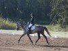 dressage horse Cinderella 798 (Mecklenburg, 2018, from Cousteau)