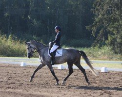 dressage horse Cinderella 798 (Mecklenburg, 2018, from Cousteau)