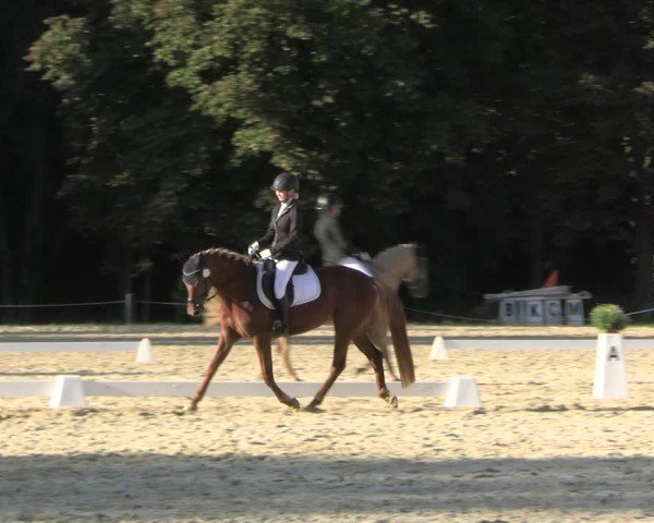Reitturnier Seelitz 2024