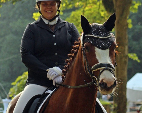 dressage horse Quarkbällchen 5 (Holsteiner, 2019, from VDL Quickthago)