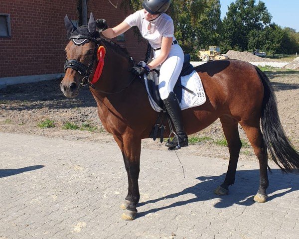 dressage horse Chyla (New Forest Pony, 2006)