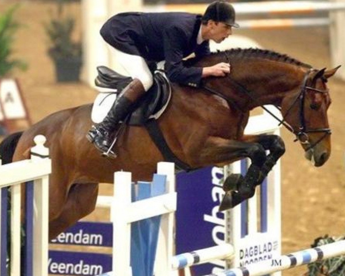Deckhengst Krunch de Breve (Selle Français, 1998, von Paladin des Ifs)