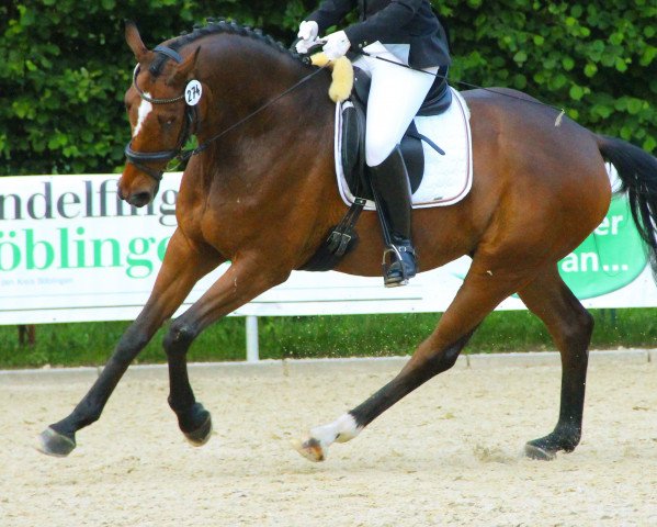horse Lenarano (Hanoverian, 2006, from Lauries Crusador xx)