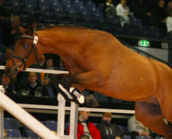 stallion Krake Ask (Danish Warmblood, 2003, from Krunch de Breve)