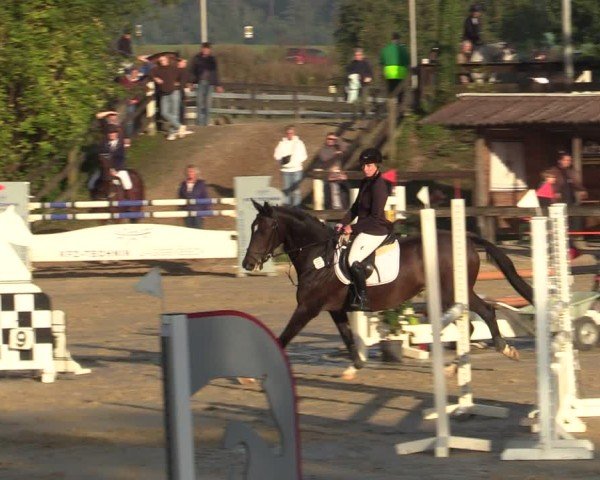 Reitturnier Buchenhof-Ibbenbüren 2024