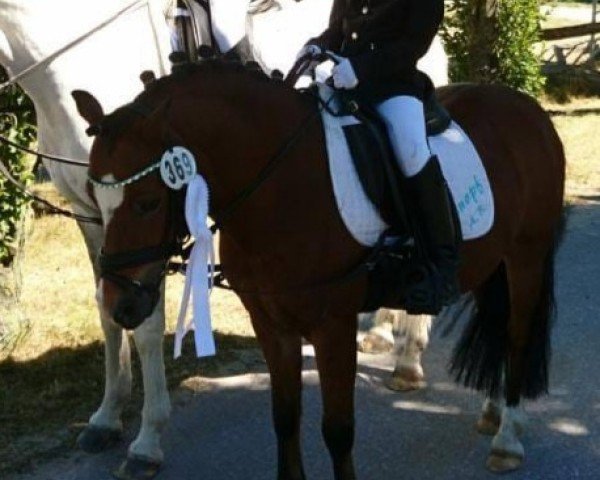 dressage horse Knöpfchen 8 (Welsh mountain pony (SEK.A), 2000, from Napoli)