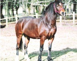 Pferd Rainhill Florence (Welsh-Cob (Sek. D), 2002, von Sydenham Solomon)