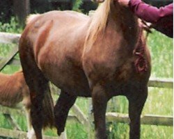 Zuchtstute Rainhill Rosinda (Welsh-Cob (Sek. D), 1989, von Nebo Daniel)