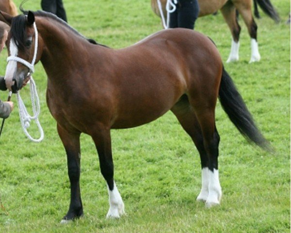 horse Caebryn Azra (Welsh-Cob (Sek. D), 2007, from Talon Teifion)