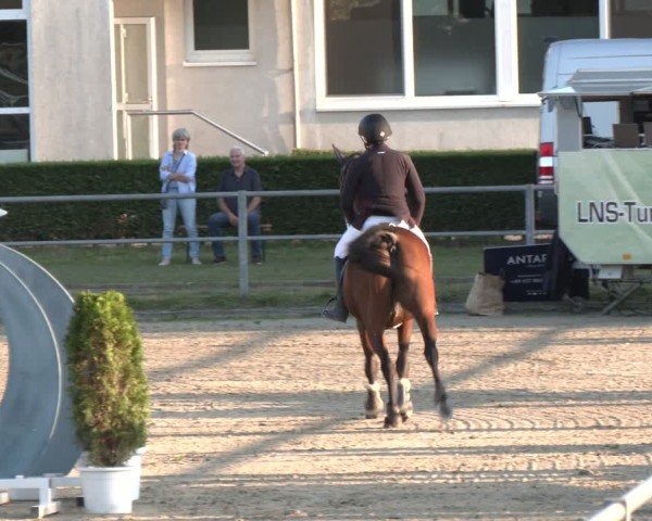 Reitturnier Langenfeld - Gut Langfort 2024