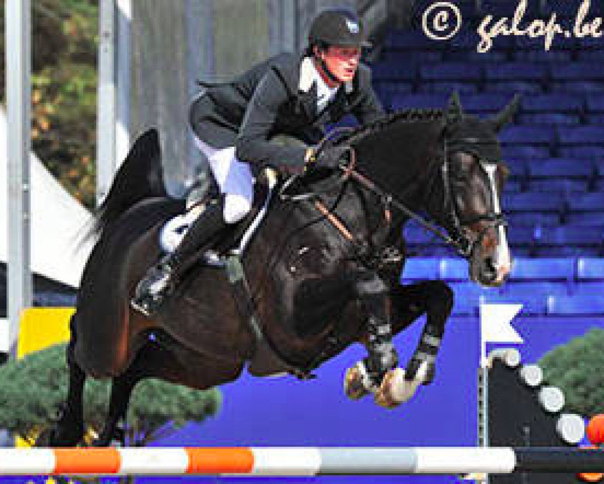 stallion Comme d'Api van de Hacienda Z (Zangersheide riding horse, 2003, from Cumano)