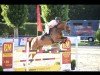 jumper Do It 31 (Hanoverian, 2012, from Dancier)