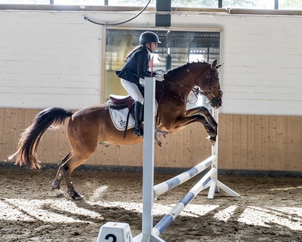 Springpferd Delicious Boy (Deutsches Reitpony, 2007, von HB Daylight)