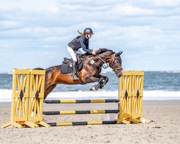 Springpferd Nylah (KWPN (Niederländisches Warmblut), 2018, von Innocent)