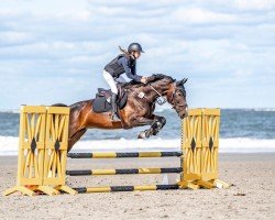 jumper Nylah (KWPN (Royal Dutch Sporthorse), 2018, from Innocent)