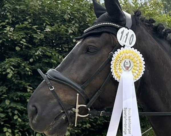 dressage horse Enrico vom Steg (Freiberger, 2017, from Enrice CH (+))