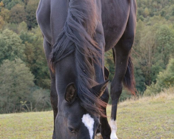 Springpferd Cantana (Deutsches Sportpferd, 2015, von Conteur)