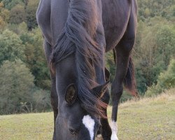 jumper Cantana (German Sport Horse, 2015, from Conteur)