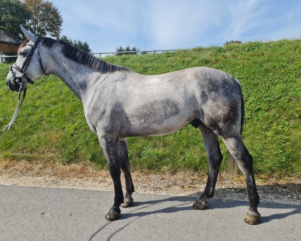 Springpferd Clooney Z (Zangersheide Reitpferd, 2017, von Chellano Alpha Z)