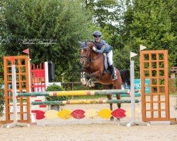 jumper Edino 18 (Dutch Pony, 2007, from Eindershof Jamai)