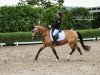 dressage horse Golden Carima (German Riding Pony, 2015, from Caribian Dance)