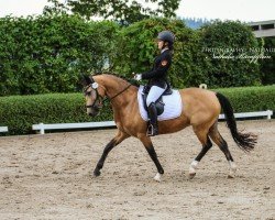 dressage horse Golden Carima (German Riding Pony, 2015, from Caribian Dance)