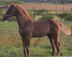 Fohlen von Hengst von Zirocco Blue / Colman (Holsteiner, 2024, von Zirocco Blue)