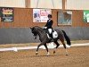 dressage horse Keulse Hoeve's Evi (Welsh, 2013, from Coelenhage's Patser)