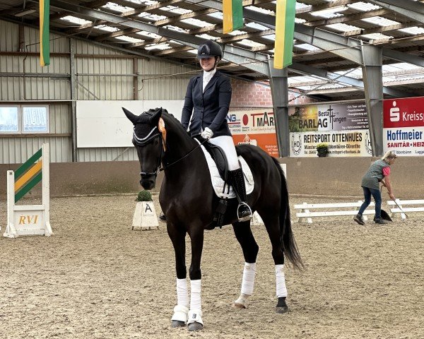 dressage horse Suzi Quatro Ak (Westphalian, 2018, from Secret)